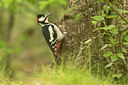 BUITEN BEELD Foto: 353396
