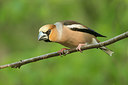 BUITEN BEELD Foto: 353407