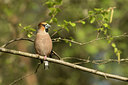 BUITEN BEELD Foto: 353409