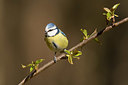 BUITEN BEELD Foto: 353427