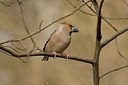 BUITEN BEELD Foto: 353435