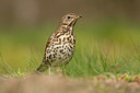 BUITEN BEELD Foto: 353439