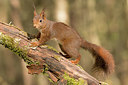 BUITEN BEELD Foto: 353475