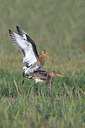 BUITEN BEELD Foto: 353492
