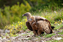 BUITEN BEELD Foto: 353528