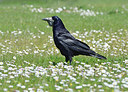 BUITEN BEELD Foto: 353636