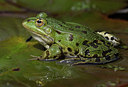 BUITEN BEELD Foto: 353641