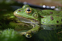 BUITEN BEELD Foto: 353642