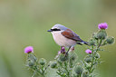 BUITEN BEELD Foto: 353701