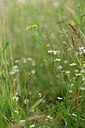 BUITEN BEELD Foto: 353783