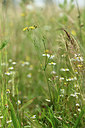 BUITEN BEELD Foto: 353784