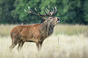 BUITEN BEELD Foto: 353883