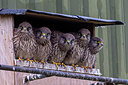 BUITEN BEELD Foto: 354011