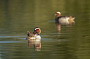 BUITEN BEELD Foto: 354265