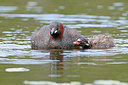 BUITEN BEELD Foto: 354277