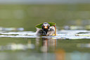 BUITEN BEELD Foto: 354278
