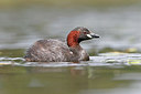 BUITEN BEELD Foto: 354280