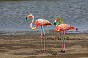 BUITEN BEELD Foto: 354291