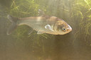 BUITEN BEELD Foto: 354440