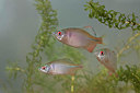 BUITEN BEELD Foto: 354476