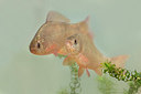 BUITEN BEELD Foto: 354488