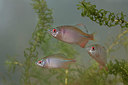 BUITEN BEELD Foto: 354511