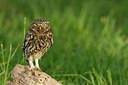 BUITEN BEELD Foto: 354557