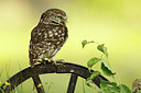 BUITEN BEELD Foto: 354568