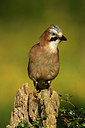 BUITEN BEELD Foto: 354577