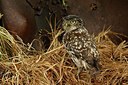 BUITEN BEELD Foto: 354598