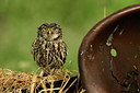 BUITEN BEELD Foto: 354599