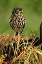 BUITEN BEELD Foto: 354601