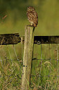 BUITEN BEELD Foto: 354603