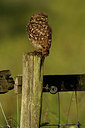 BUITEN BEELD Foto: 354605