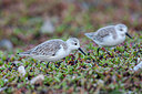 BUITEN BEELD Foto: 354638