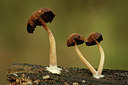 BUITEN BEELD Foto: 354661