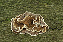 BUITEN BEELD Foto: 354663