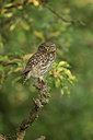 BUITEN BEELD Foto: 354676