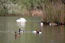 BUITEN BEELD Foto: 354694
