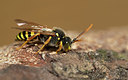 BUITEN BEELD Foto: 354705