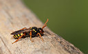 BUITEN BEELD Foto: 354712