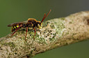 BUITEN BEELD Foto: 354721