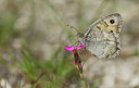 BUITEN BEELD Foto: 354750