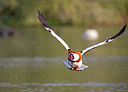 BUITEN BEELD Foto: 354775