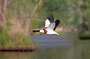 BUITEN BEELD Foto: 354777