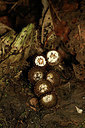 BUITEN BEELD Foto: 354778