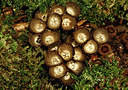 BUITEN BEELD Foto: 354779