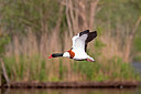 BUITEN BEELD Foto: 354782