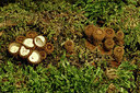 BUITEN BEELD Foto: 354783