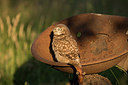 BUITEN BEELD Foto: 354797